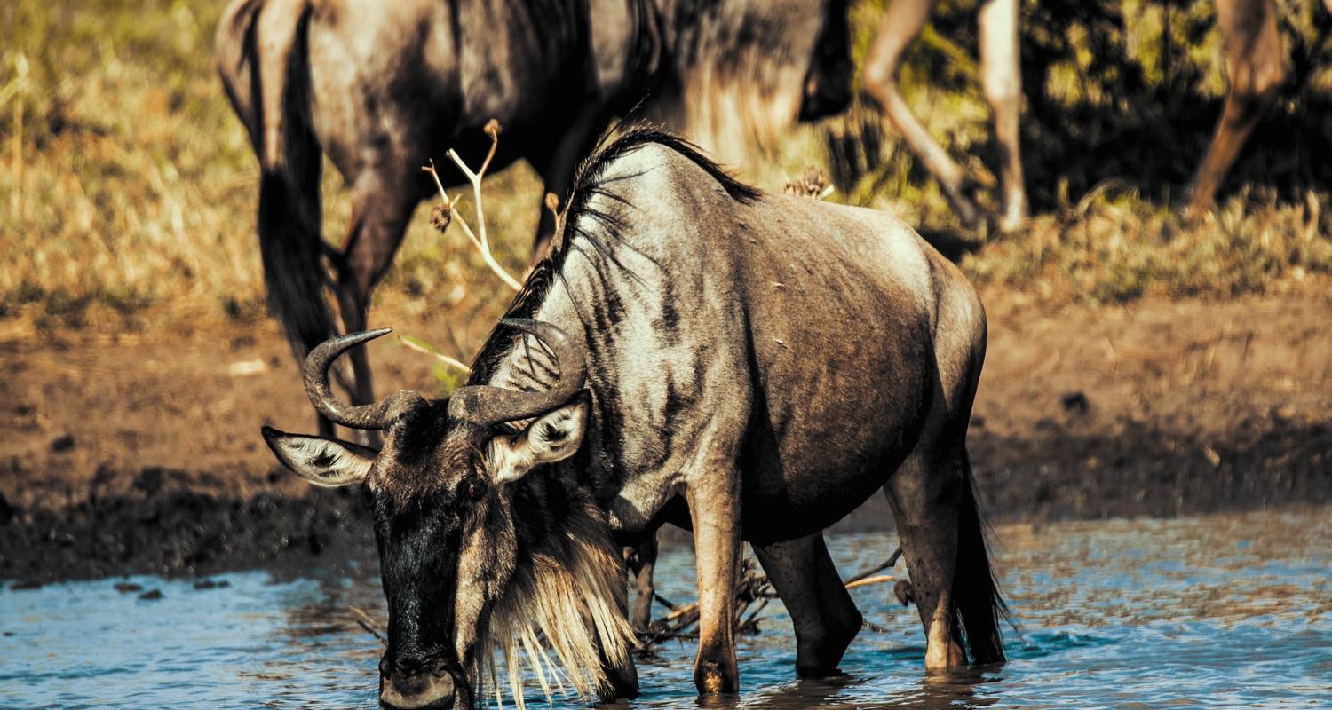 Flying Safaris in Kenya