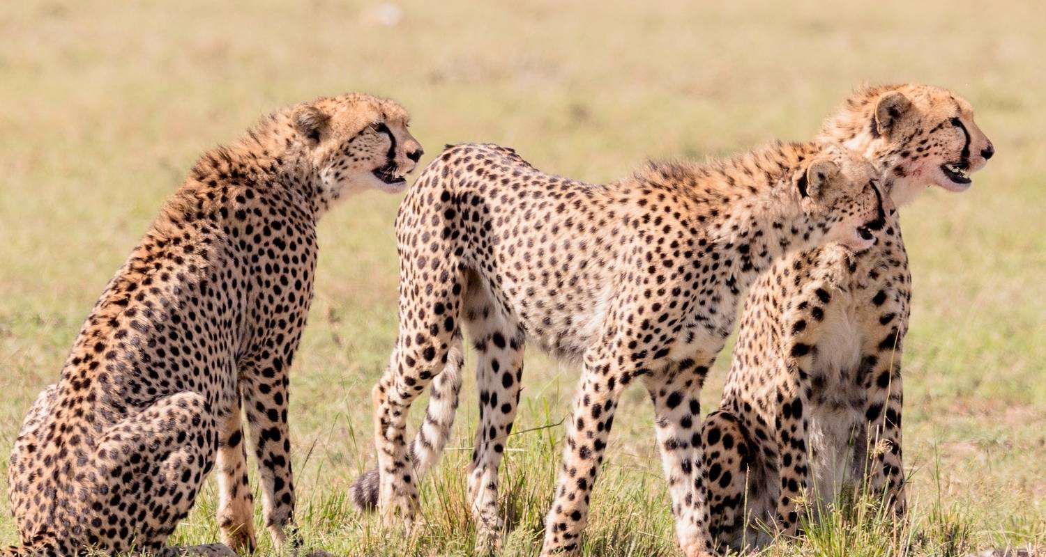 5 dagen Maasai Mara - Fly In Safari - Samson's Safaris