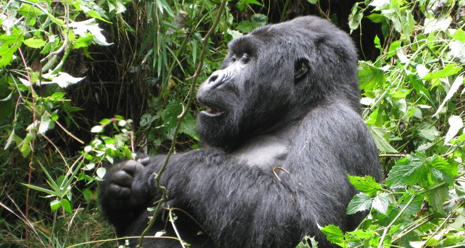 Primate Safari - Nine days Uganda and Rwanda - Afrikan Wildlife Safaris 