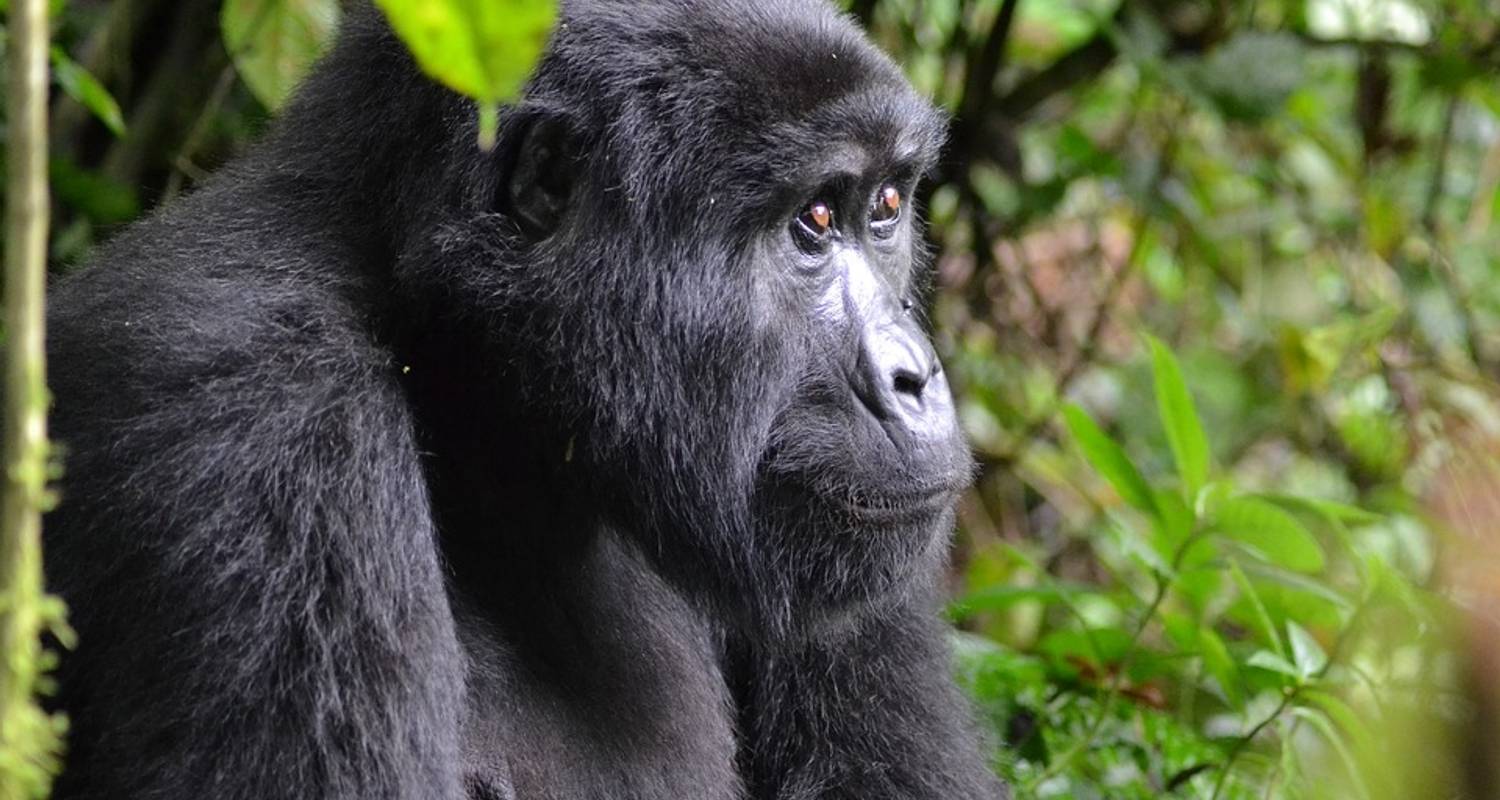8 Day Exclusive wildlife safari Uganda - Gorilla Link Tours