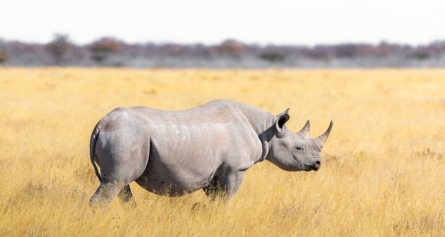Носорог природная зона. Белый носорог. Северный носорог. Носорог в пустыне. Арктический носорог.