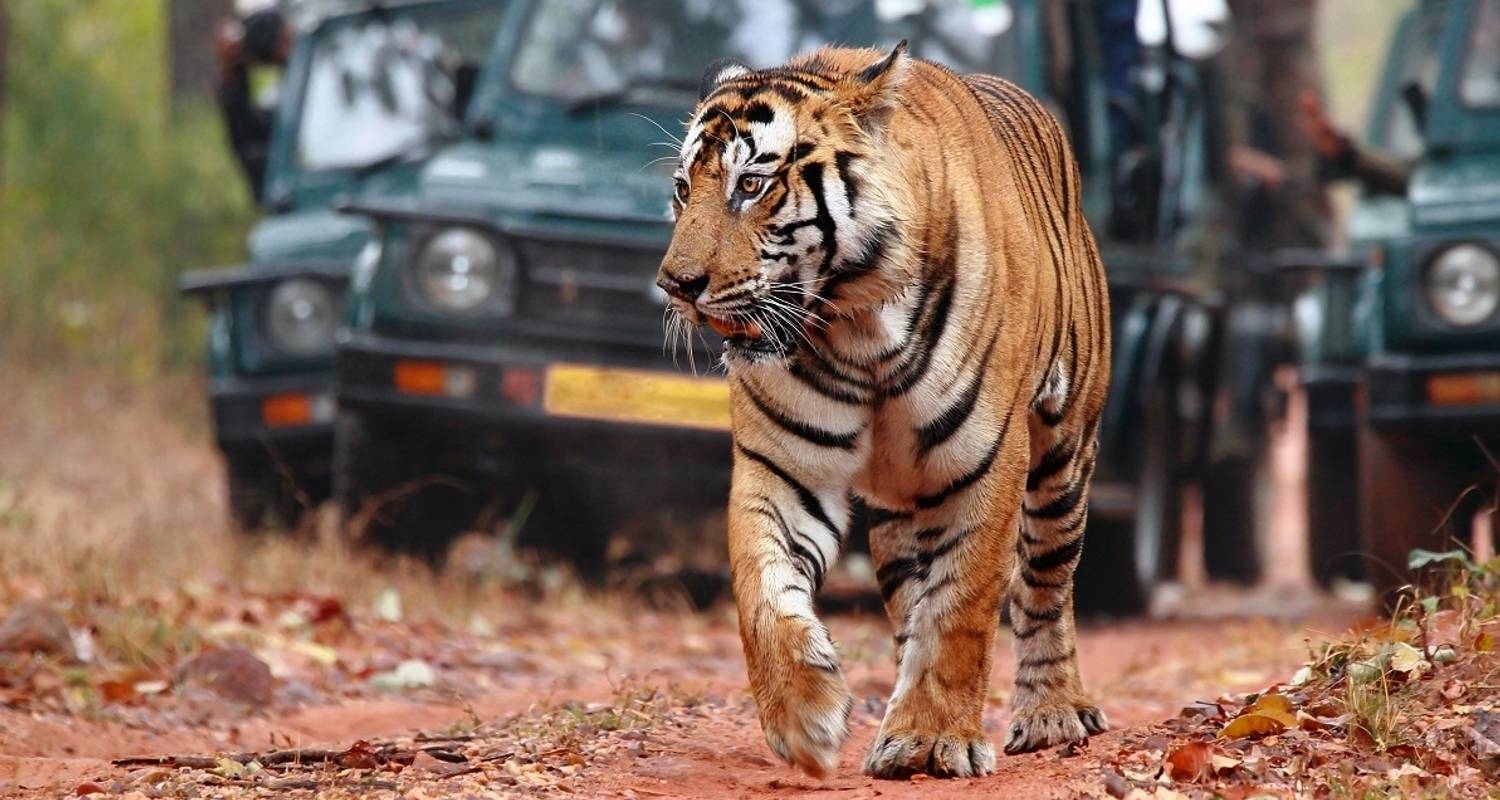 05 Days Golden Triangle Tour with Ranthambore Jungle Safari!!