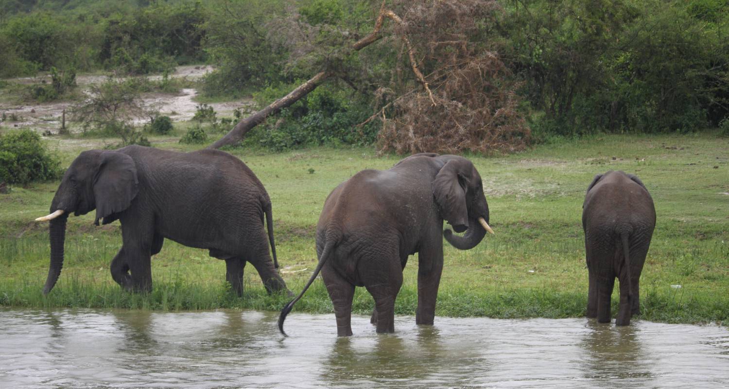 5 Days Queen Elizabeth And Lake Mburo National Park - Enchanted Uganda Safaris Ltd 