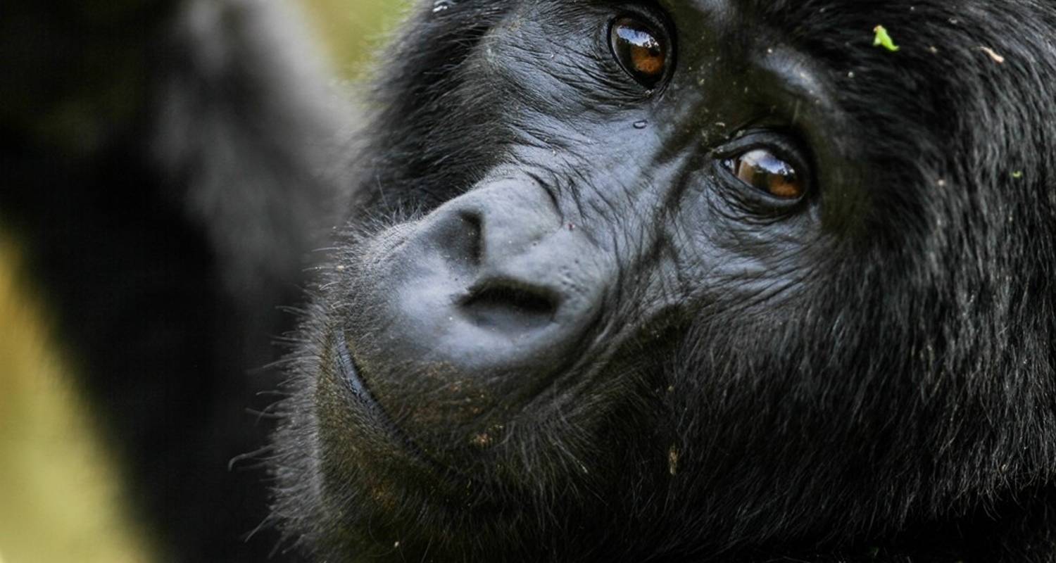 Oeganda Gorilla Reizen - Lakato Safaris