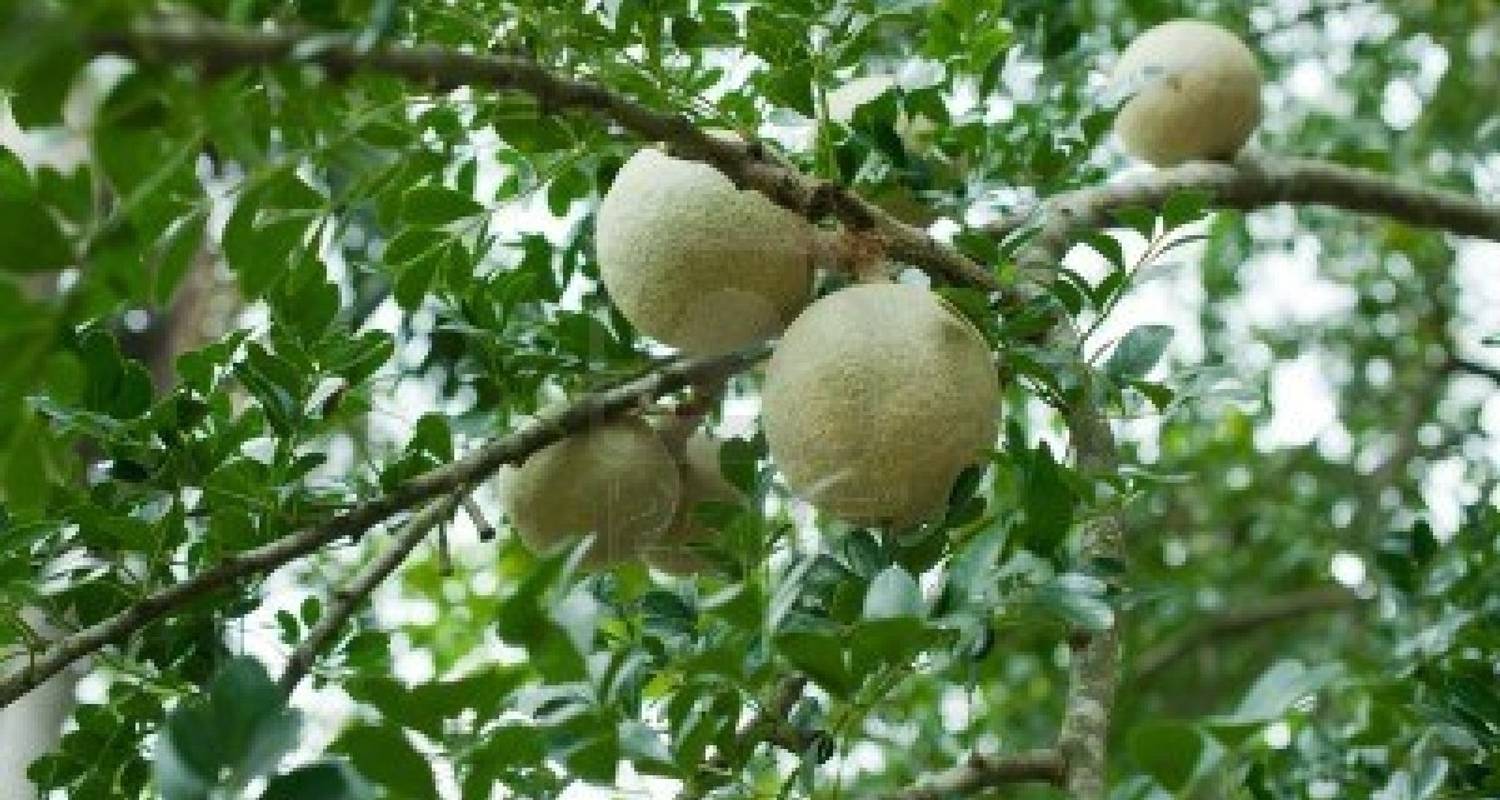 Gannoruwa Agro Technology Park Guided Research Tour