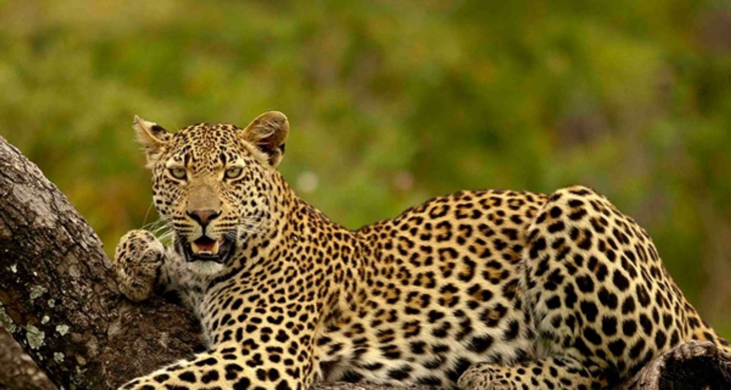 5DAYS: MIKUMI AND WONDERING RUAHA ADVENTURE - Seven Wonders Safaris