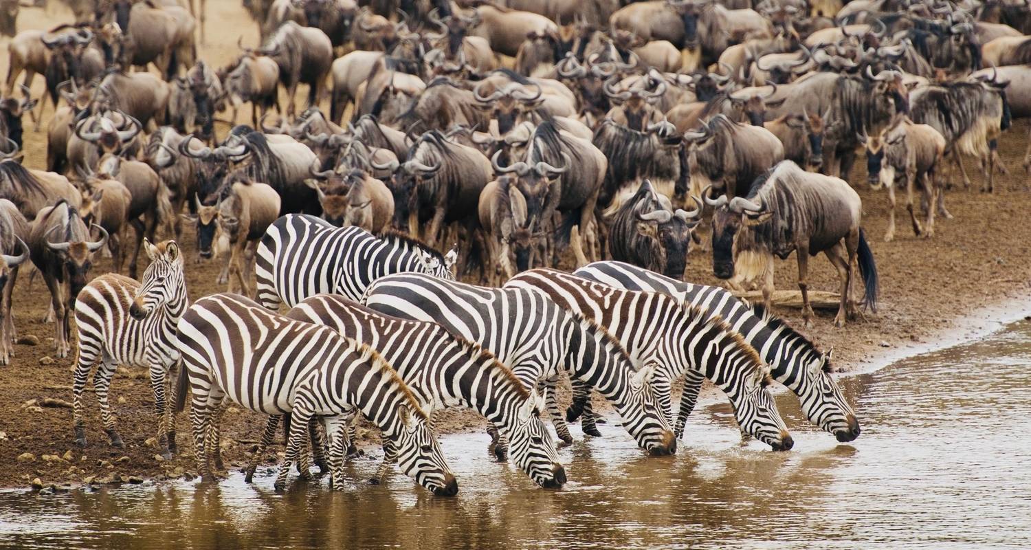 THE GREAT MIGRATION TANZANIA MID-RANGE SAFARI - Kilimanjaro Trekking Mate