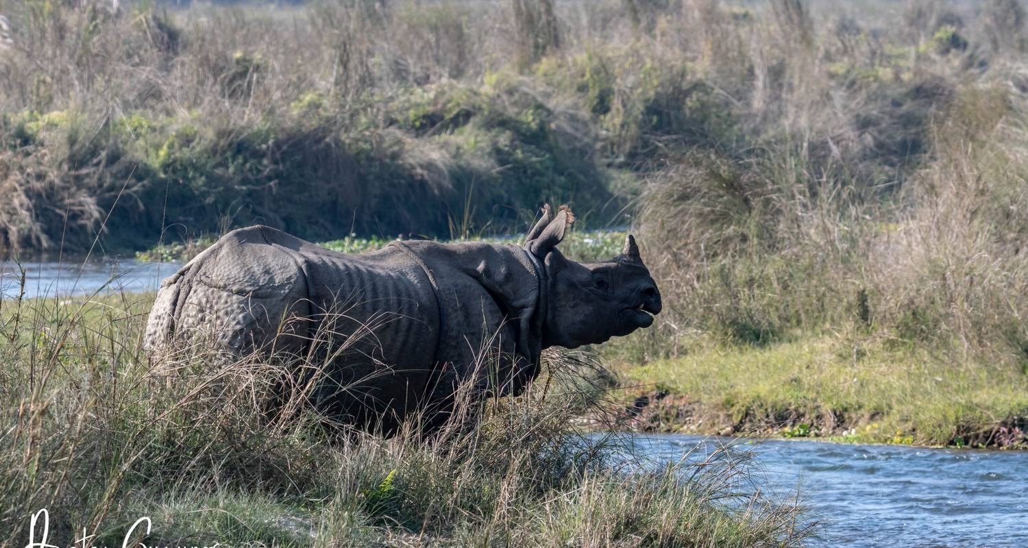 Safari dans la jungle de Chitawan - Escape Himalaya Trek