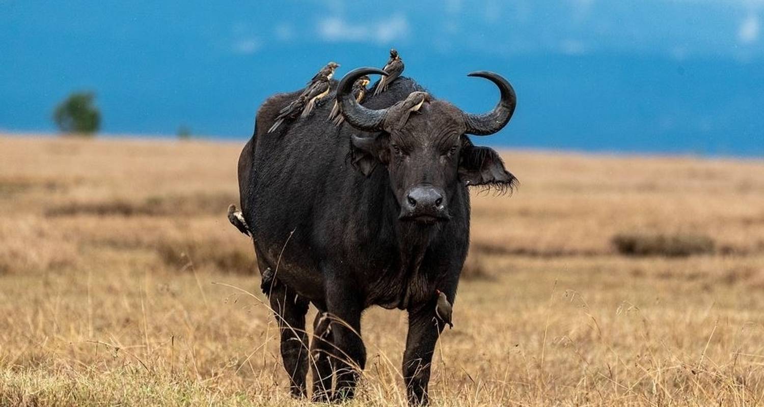 Partially Guided Tours & Trips in Tarangire National Park