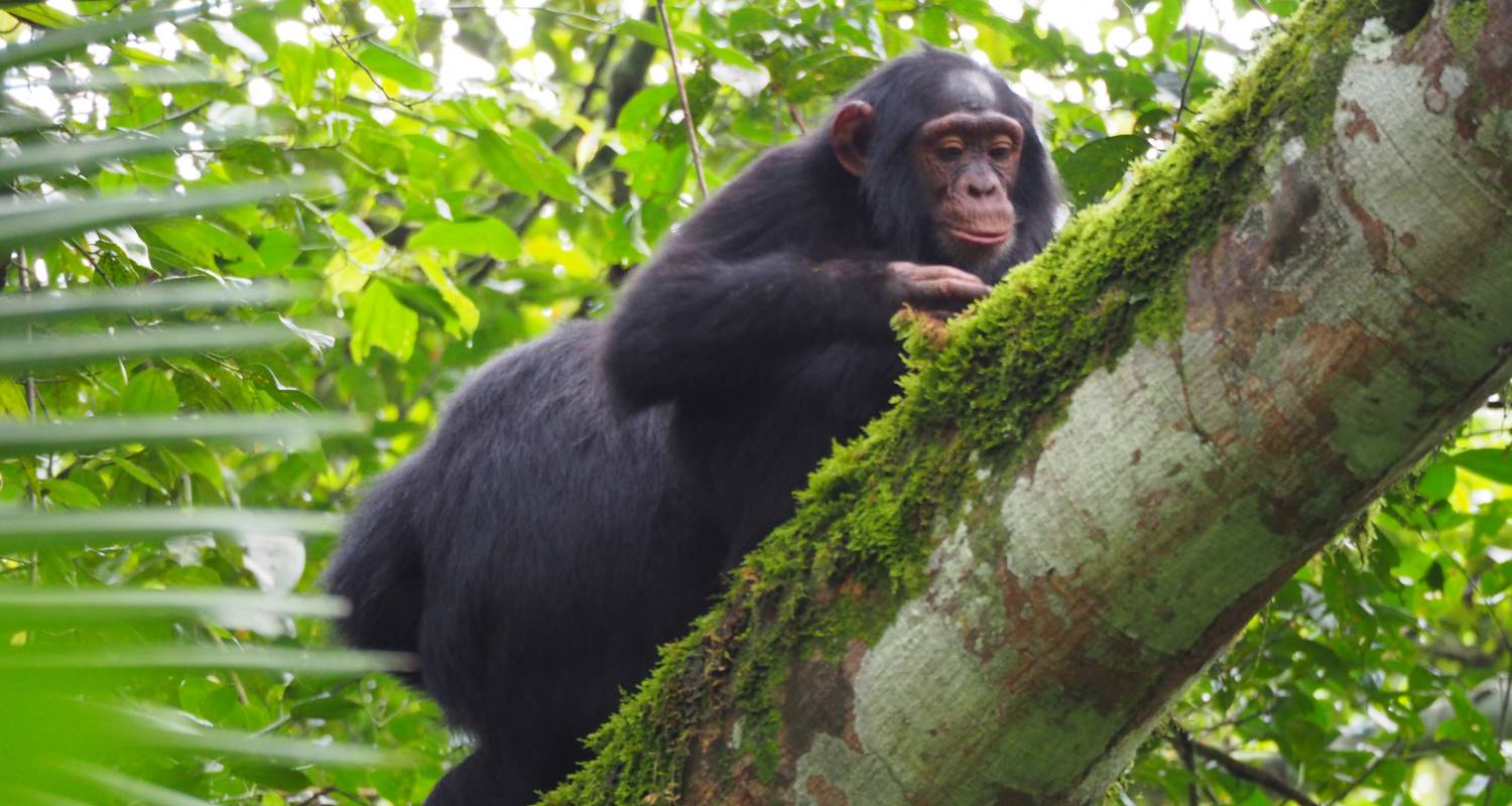 Uganda Game Safari with Primates - Uzuri Uganda Safaris