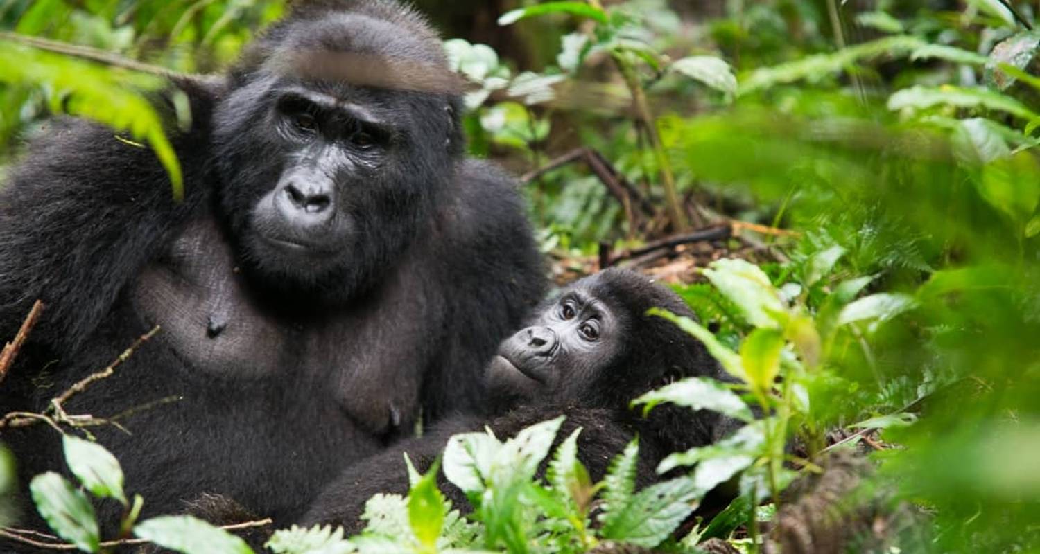 Uganda Great Apes & Game Safari - Uzuri Uganda Safaris