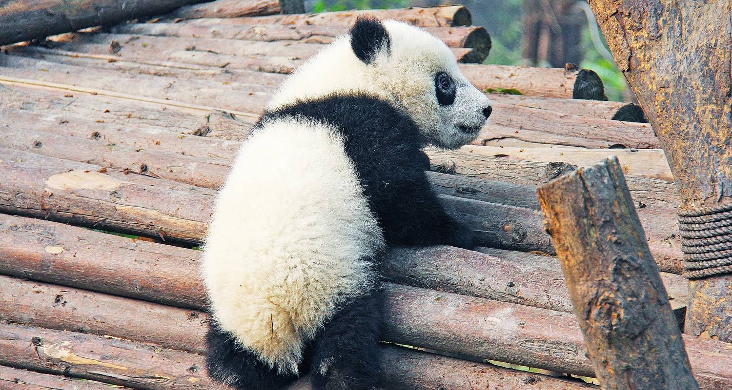 Circuit de 9 jours Pékin / Xian / Chengdu - ChinaWayz