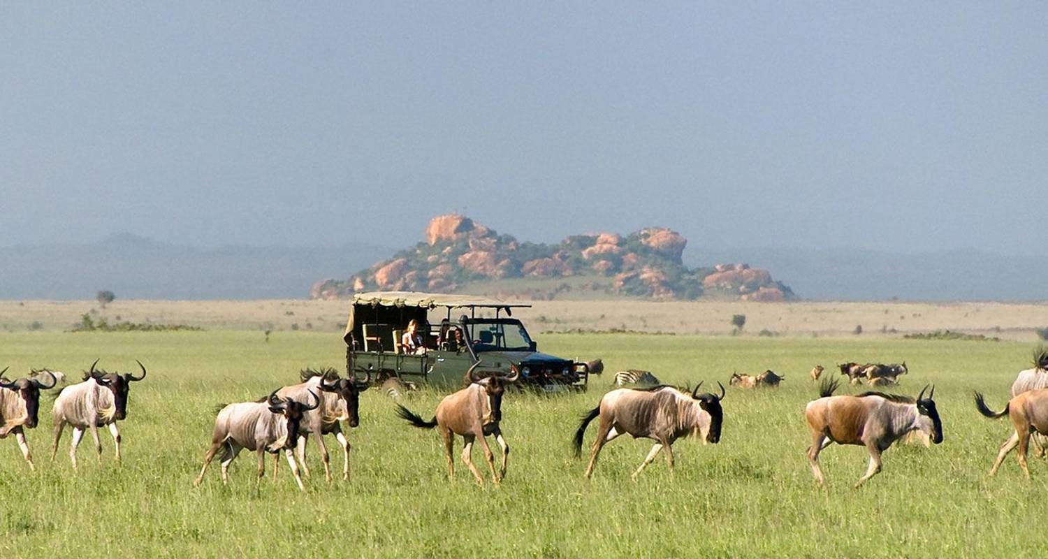 tanzania wildlife safari tours