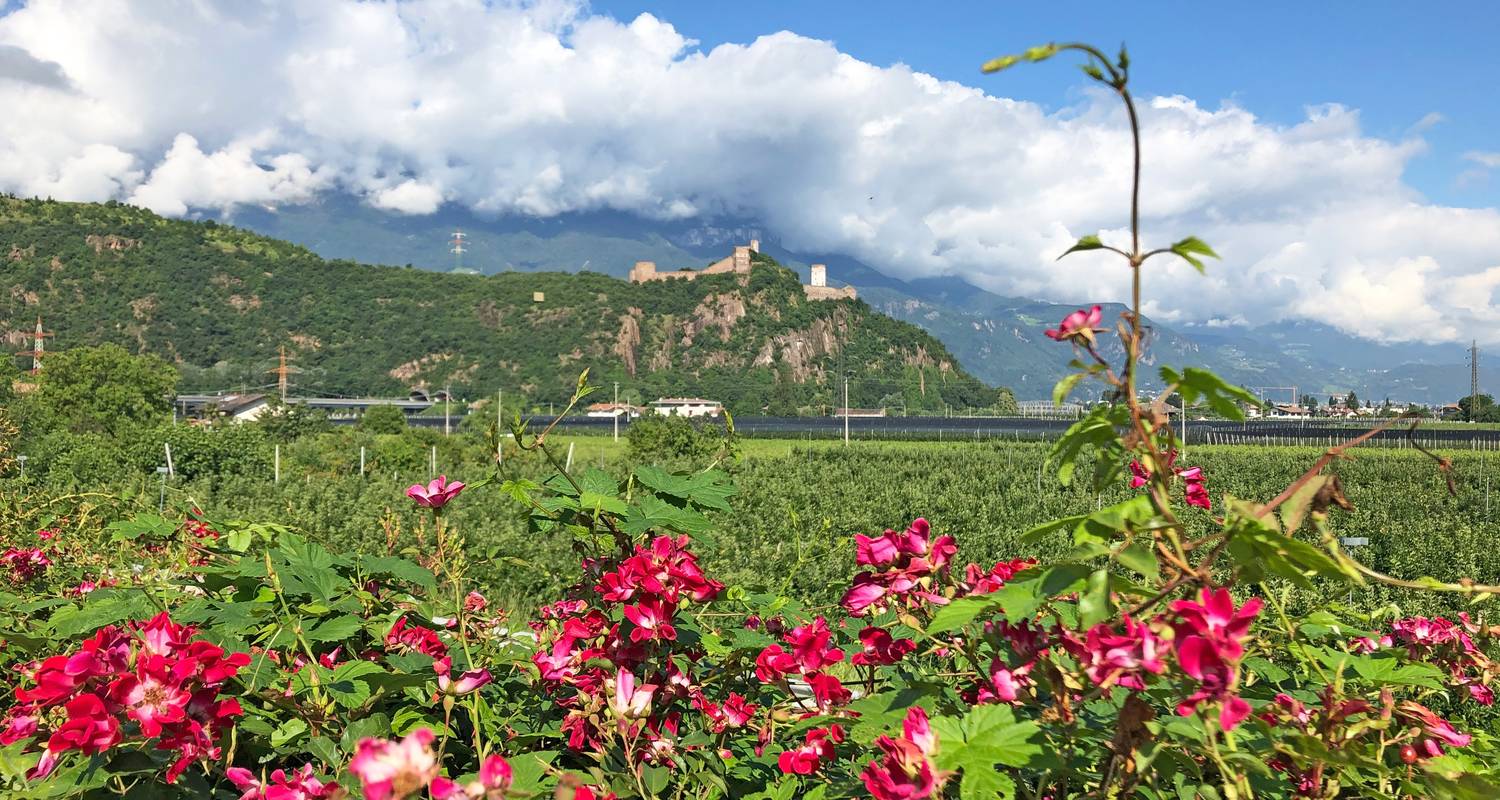 South Tyrolean Wine & Alpine Pasture Trail