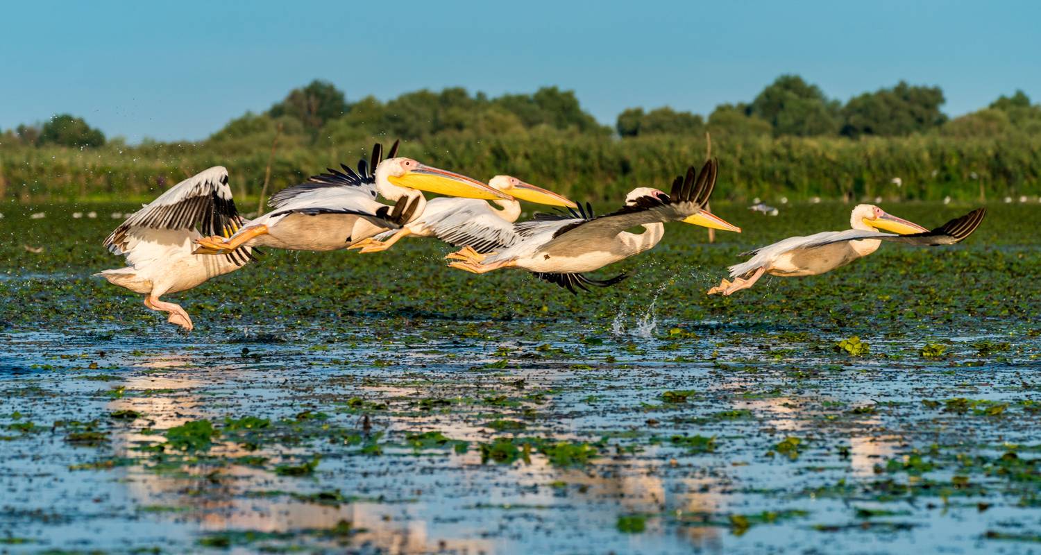 Donau Delta Tour vanuit Boekarest - TravelMaker 