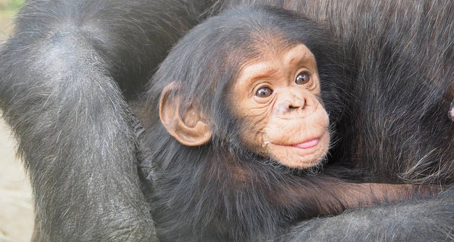 Cuál es el animal más inteligente