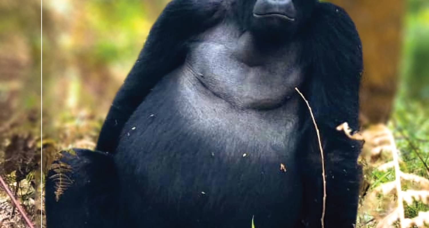 7 Days of Uganda Gorilla trekking and Wildlife Safari Queen Elizabeth National Park - Watalii Safaris