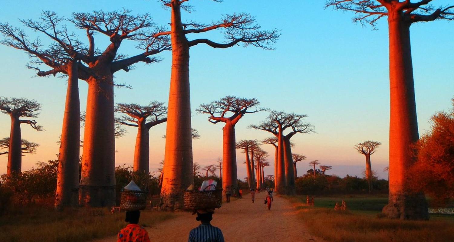 baobab tours morondava