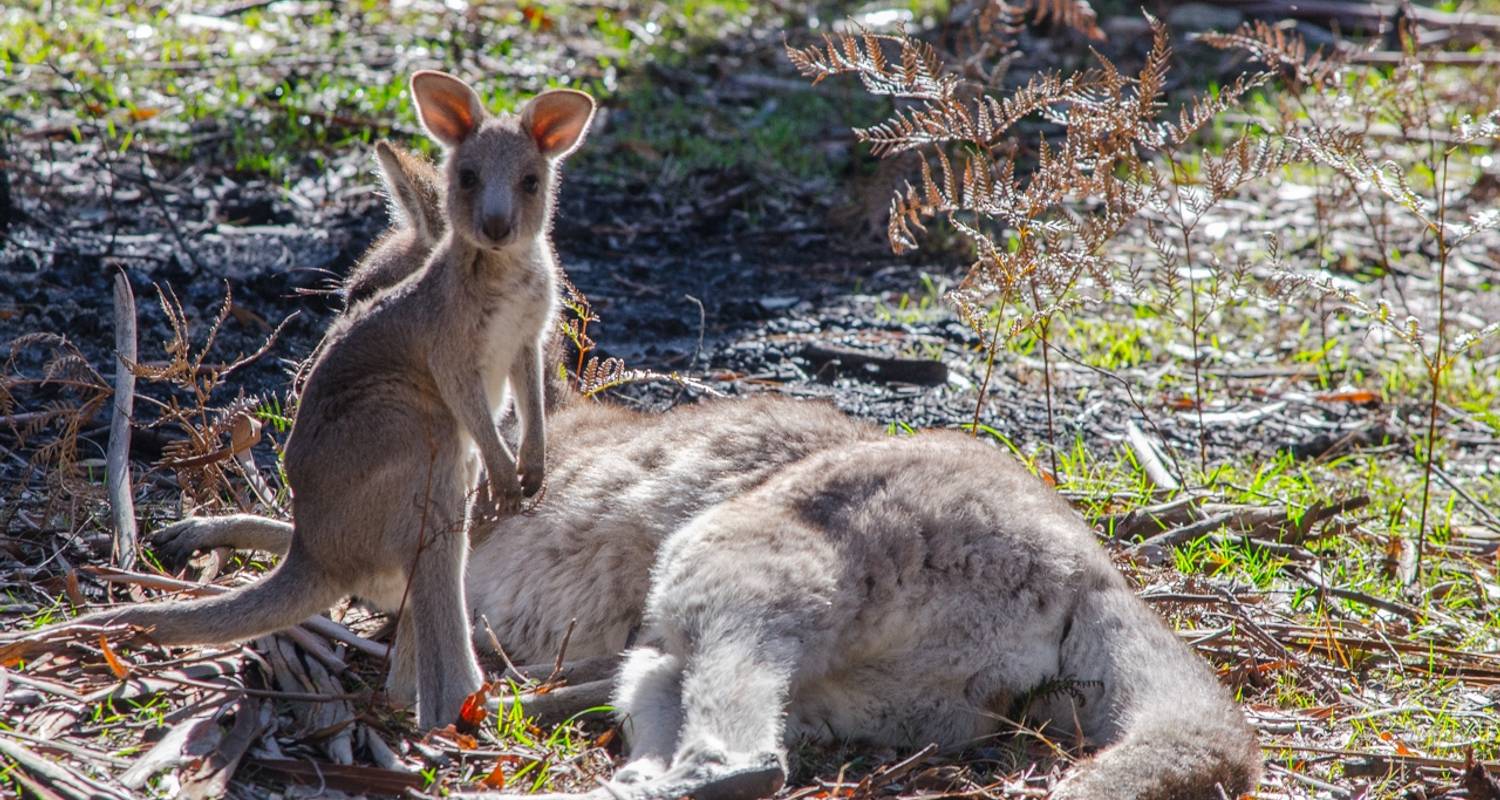 Grampians and Kangaroos Tour 1 DAY by Wildlife Tours Australia