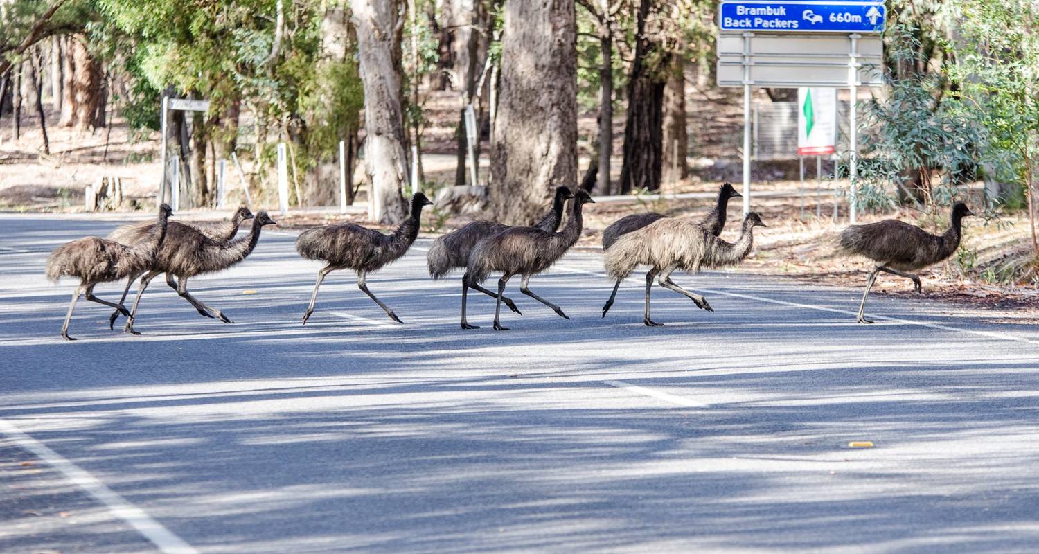 Grampians and Kangaroos Tour 1 DAY by Wildlife Tours Australia
