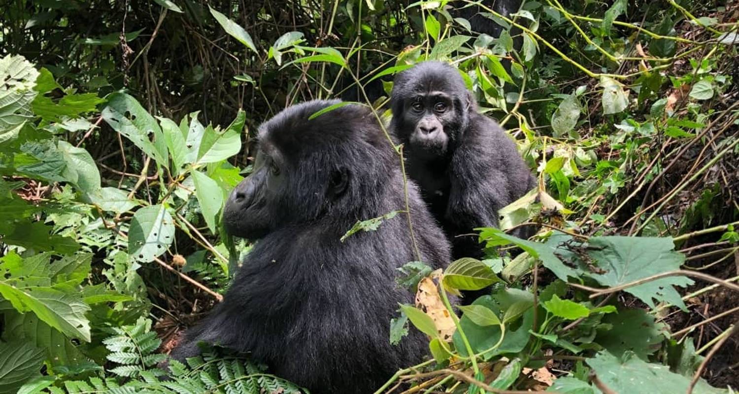 5 Days Uganda Gorilla and Chimpanzee trekking - Watalii Safaris
