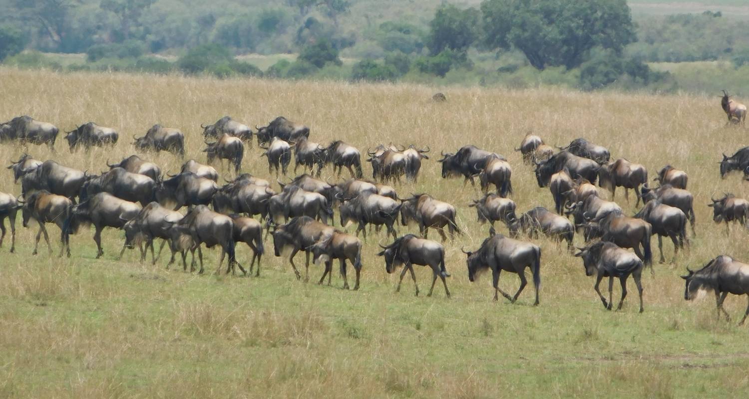 Kenia Safari - Nairobi (8 Tage) - Bigzone Africa Safaris