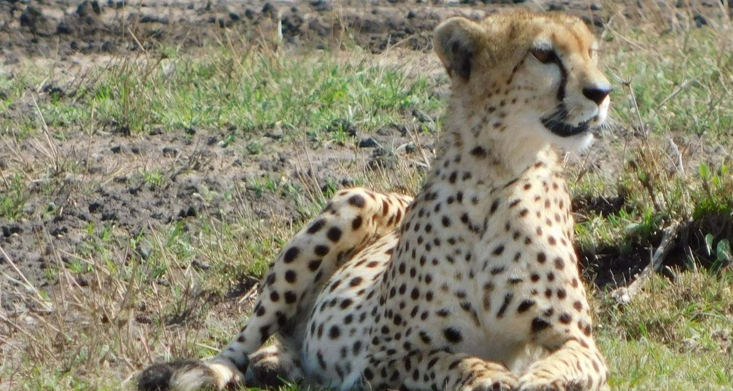 Kenia Safari - Mombasa (8 Tage) - Bigzone Africa Safaris