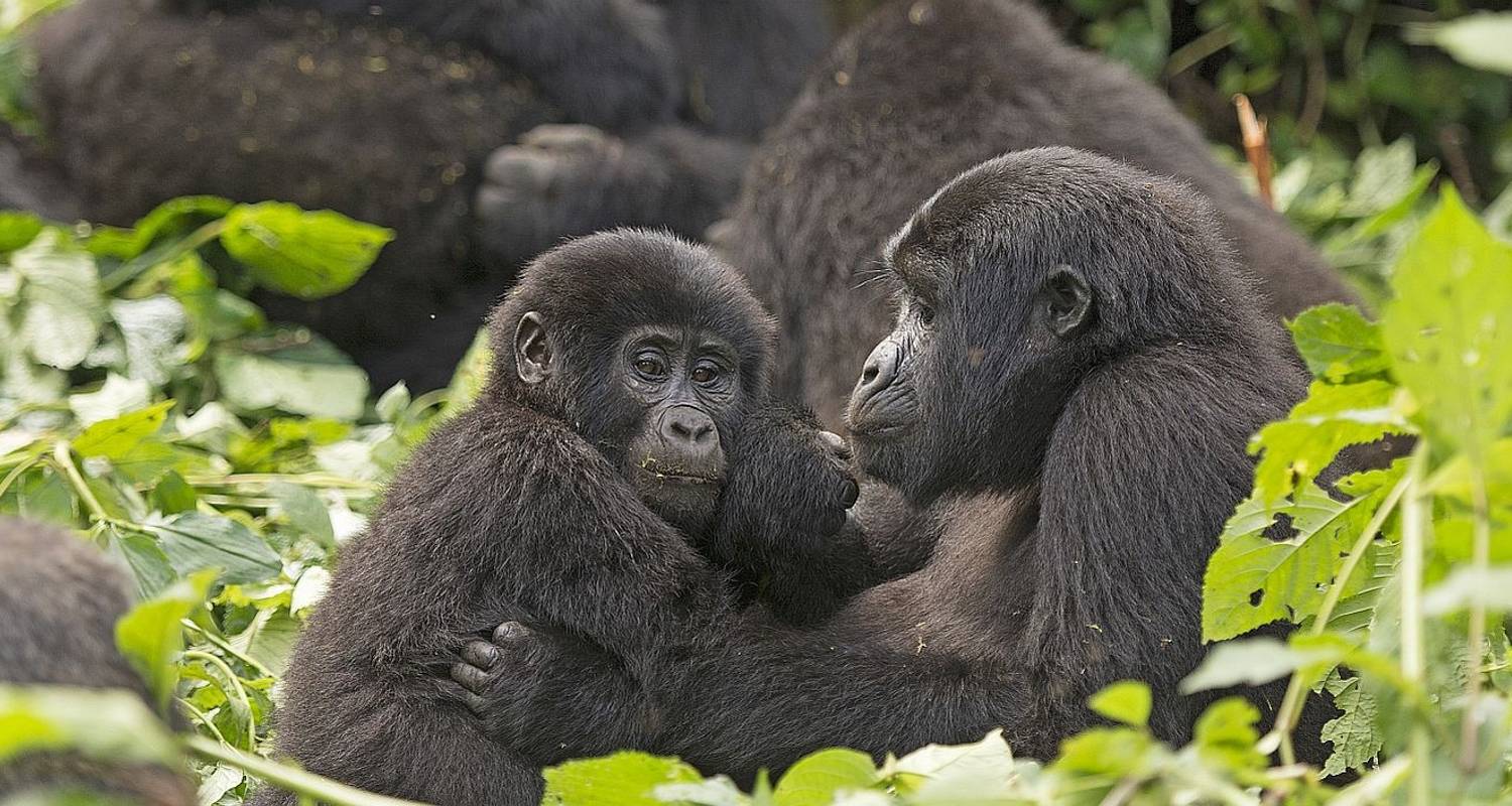 3 Days Gorilla Adventure Safari in Uganda - Rumara Safaris