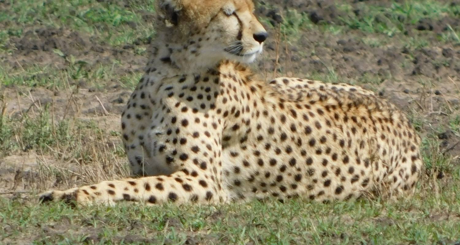 Safari complet de 6 jours au Kenya - Nairobi - Bigzone Africa Safaris