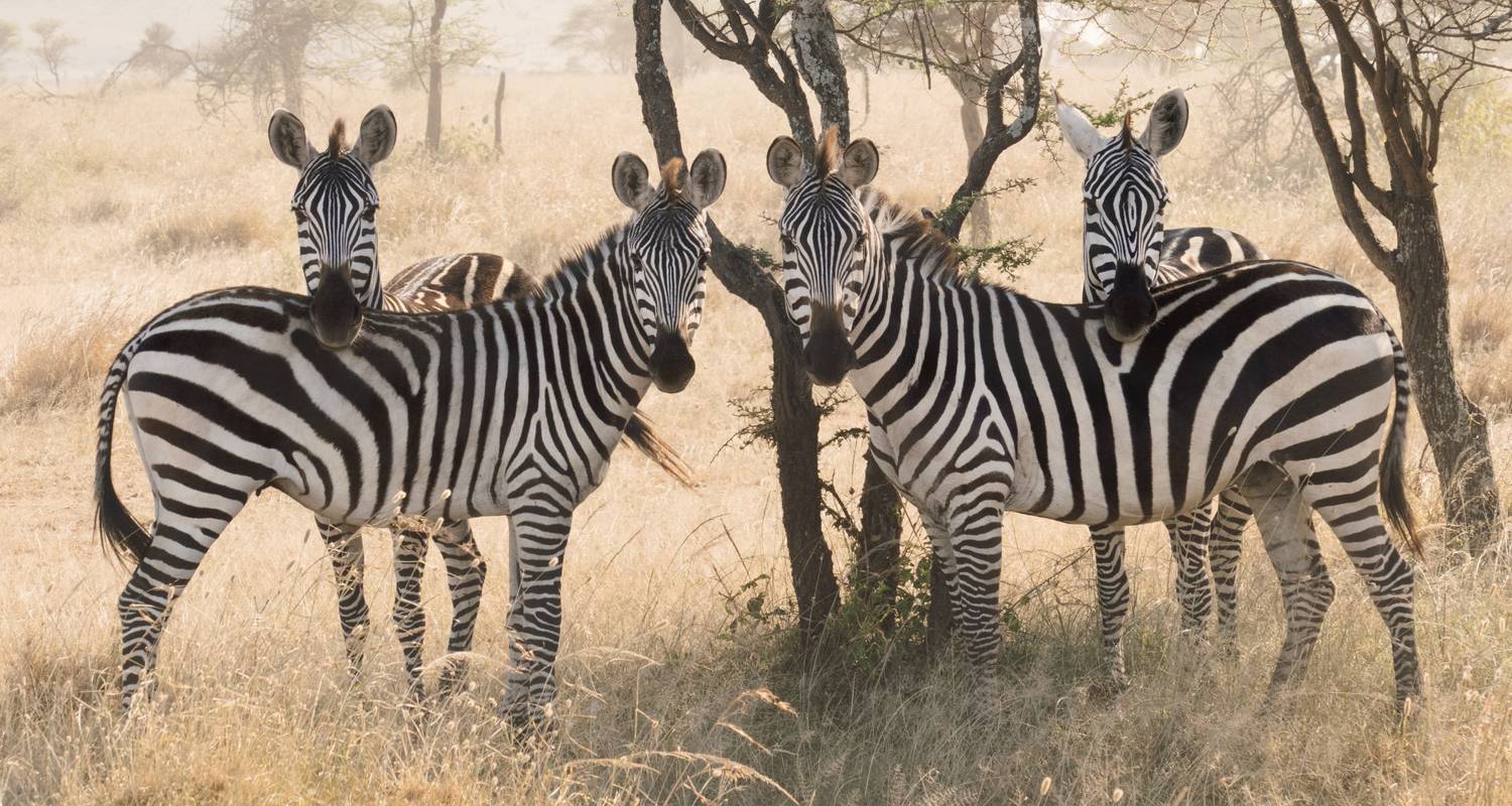 Safari Eyasi, Natron, Manyara, Serengeti et Ngorongoro - 6 jours - Kilisa Tours & Safaris