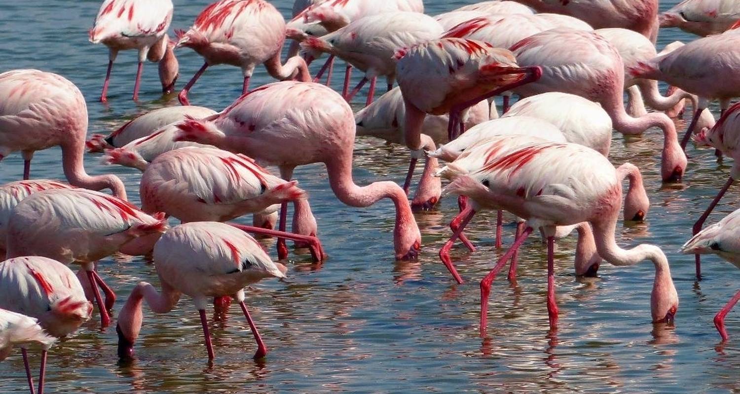 Circuitos por Parque Nacional del Lago Nakuru para grupos pequeños