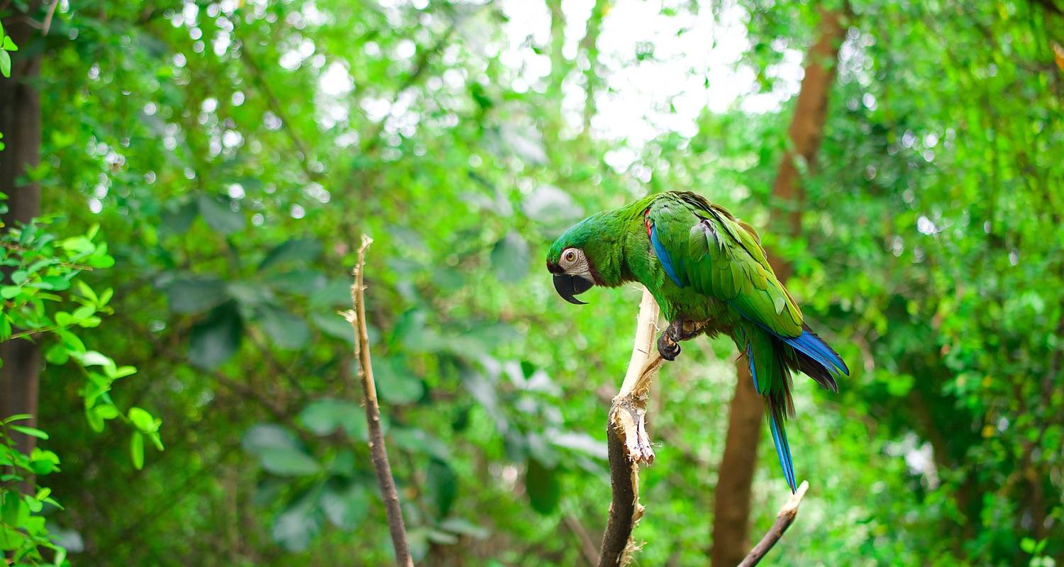 Amazonas Dschungel - 4 Tage - Amazon Amazing Tours