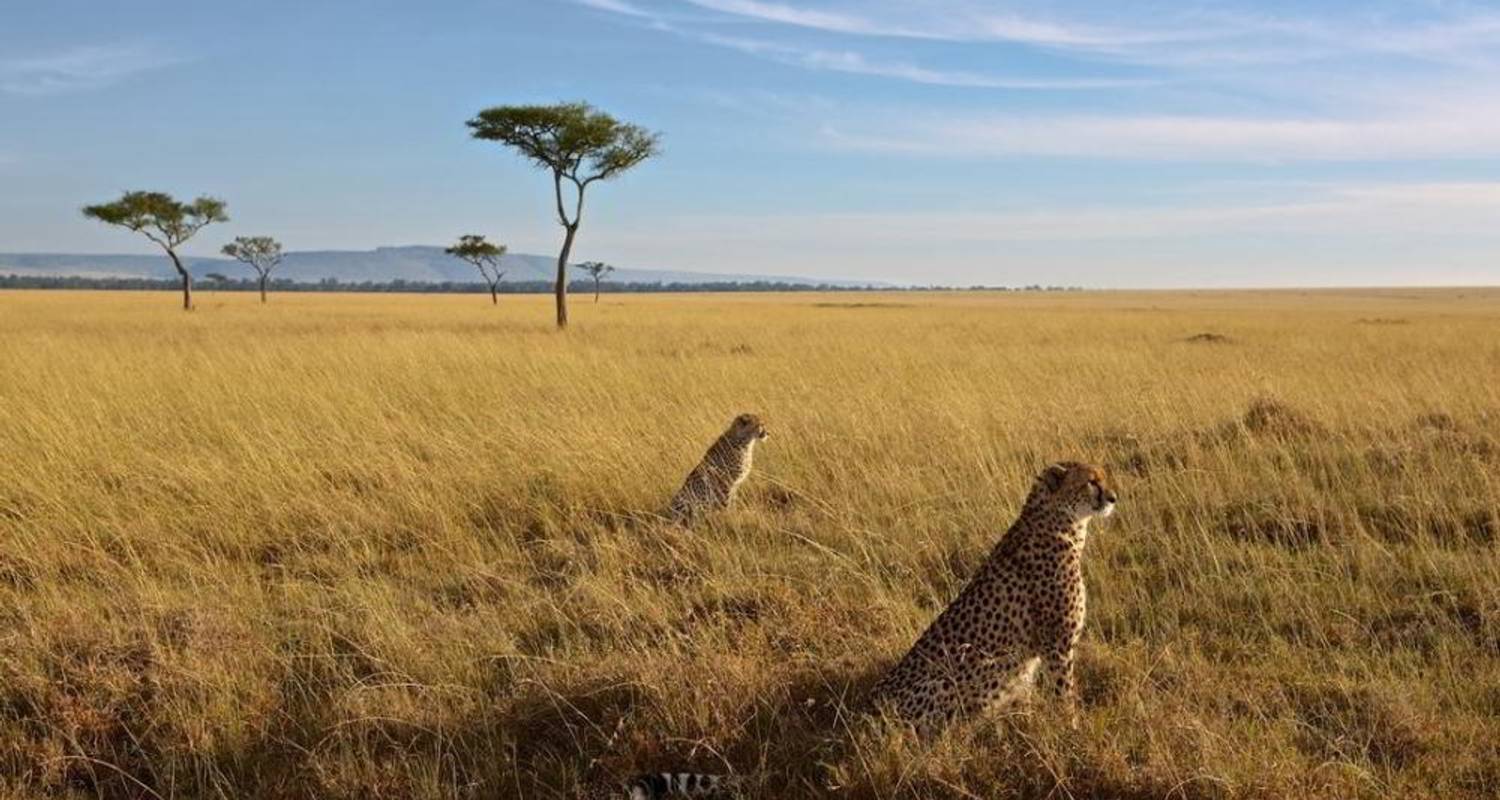 3-daagse Serengeti Nationaal Park en Ngorongoro Krater Tour - Meru Slopes Tours and Safaris ltd