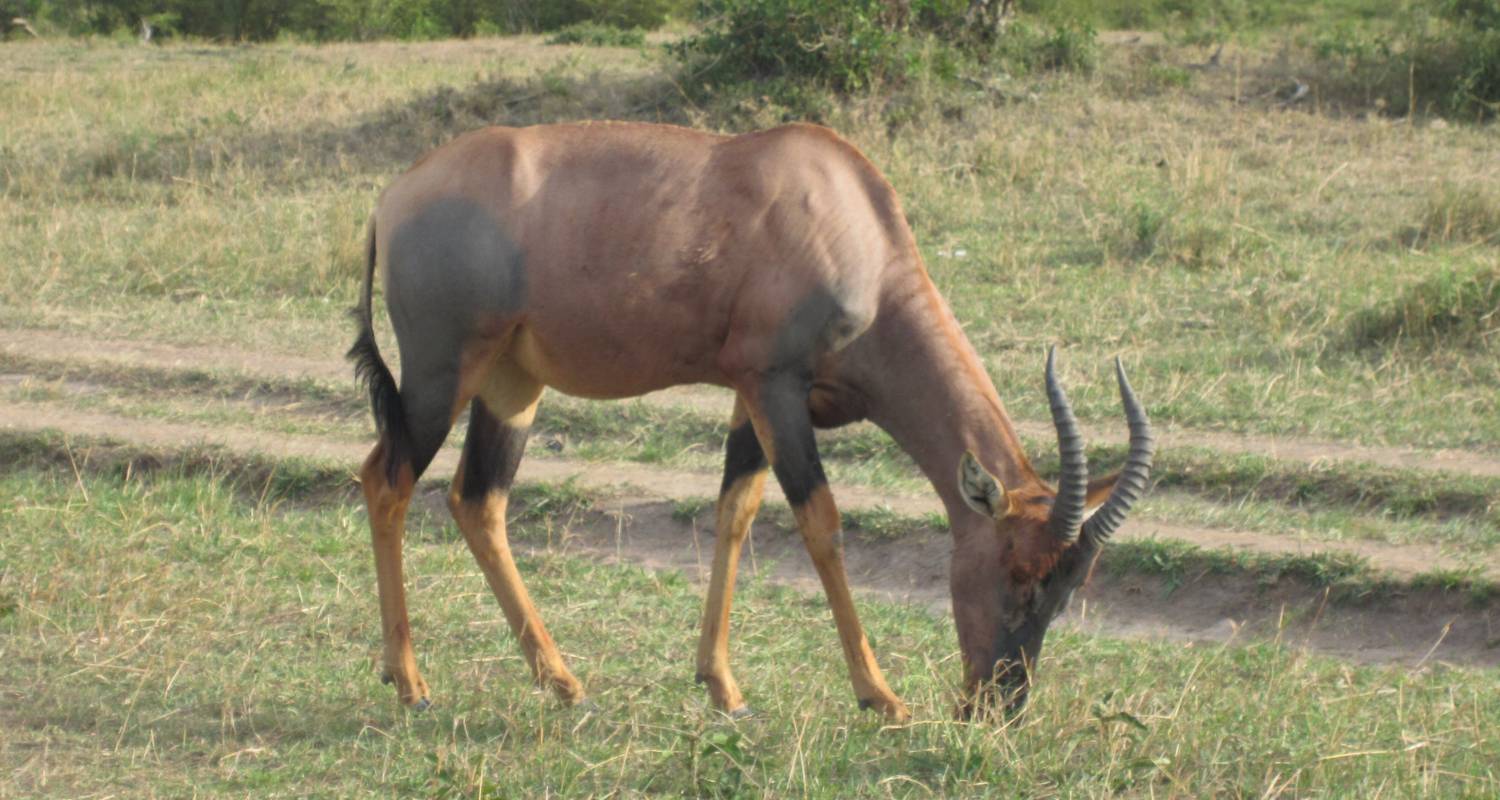 Safari económico de 6 días en campamento por Tanzania - Exciting Africa Holidays