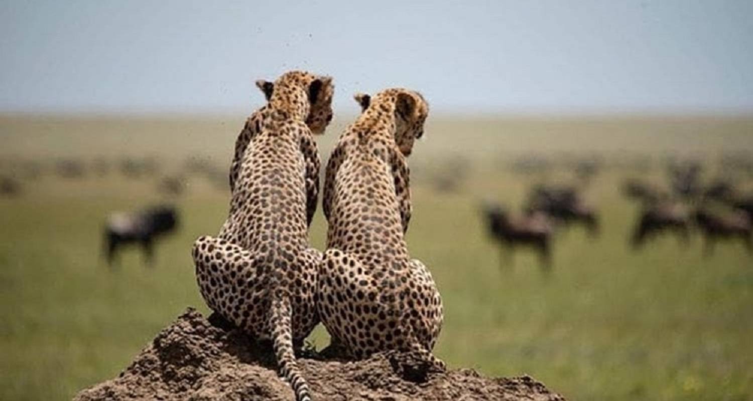 Tarangire, Serengeti et; Ngorongoro - Camping - 4 jours - Safari Soles tours