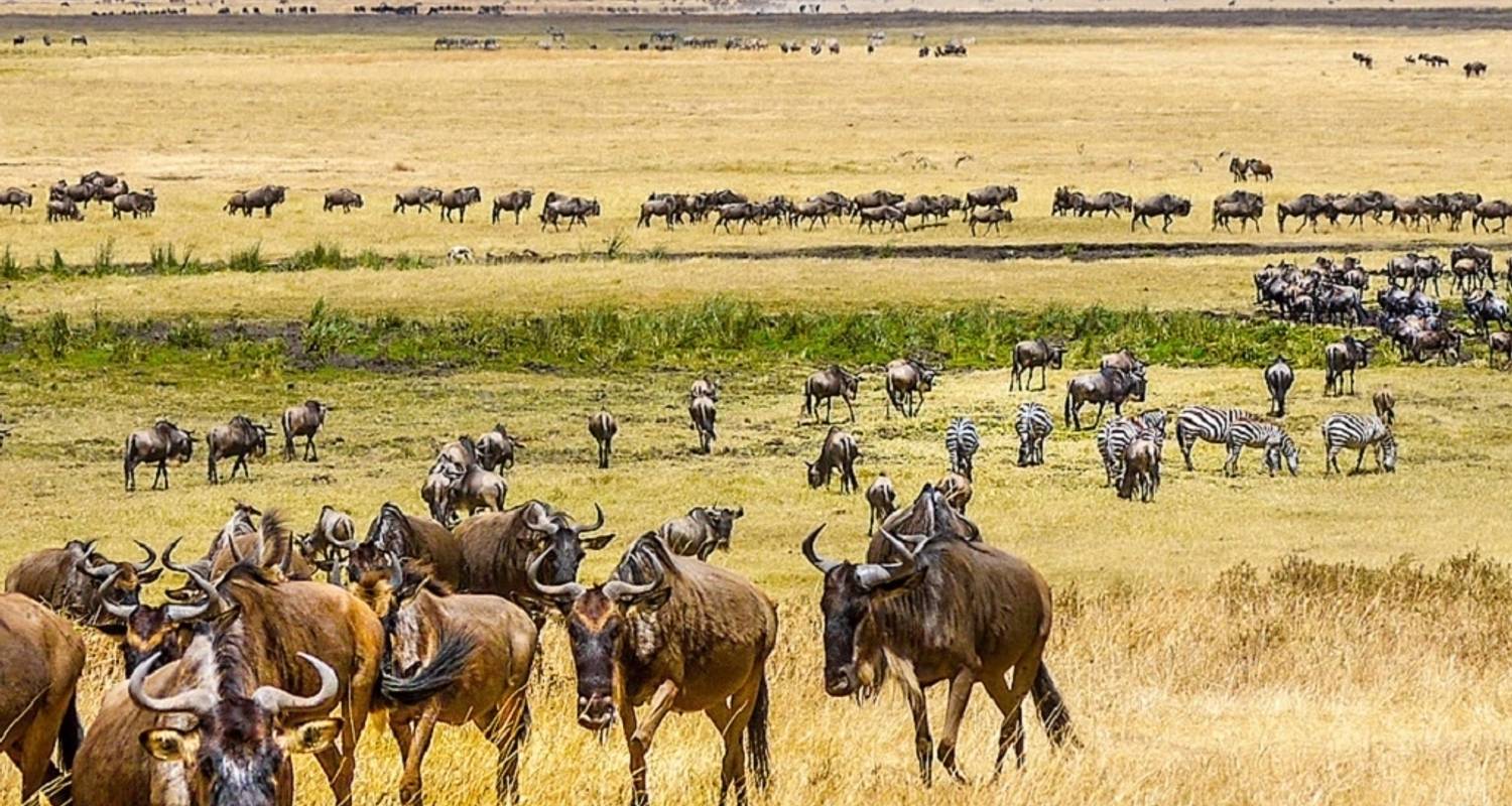 6 días de campamento en los mejores parques naturales del circuito norte de Tanzania - Safari Soles tours