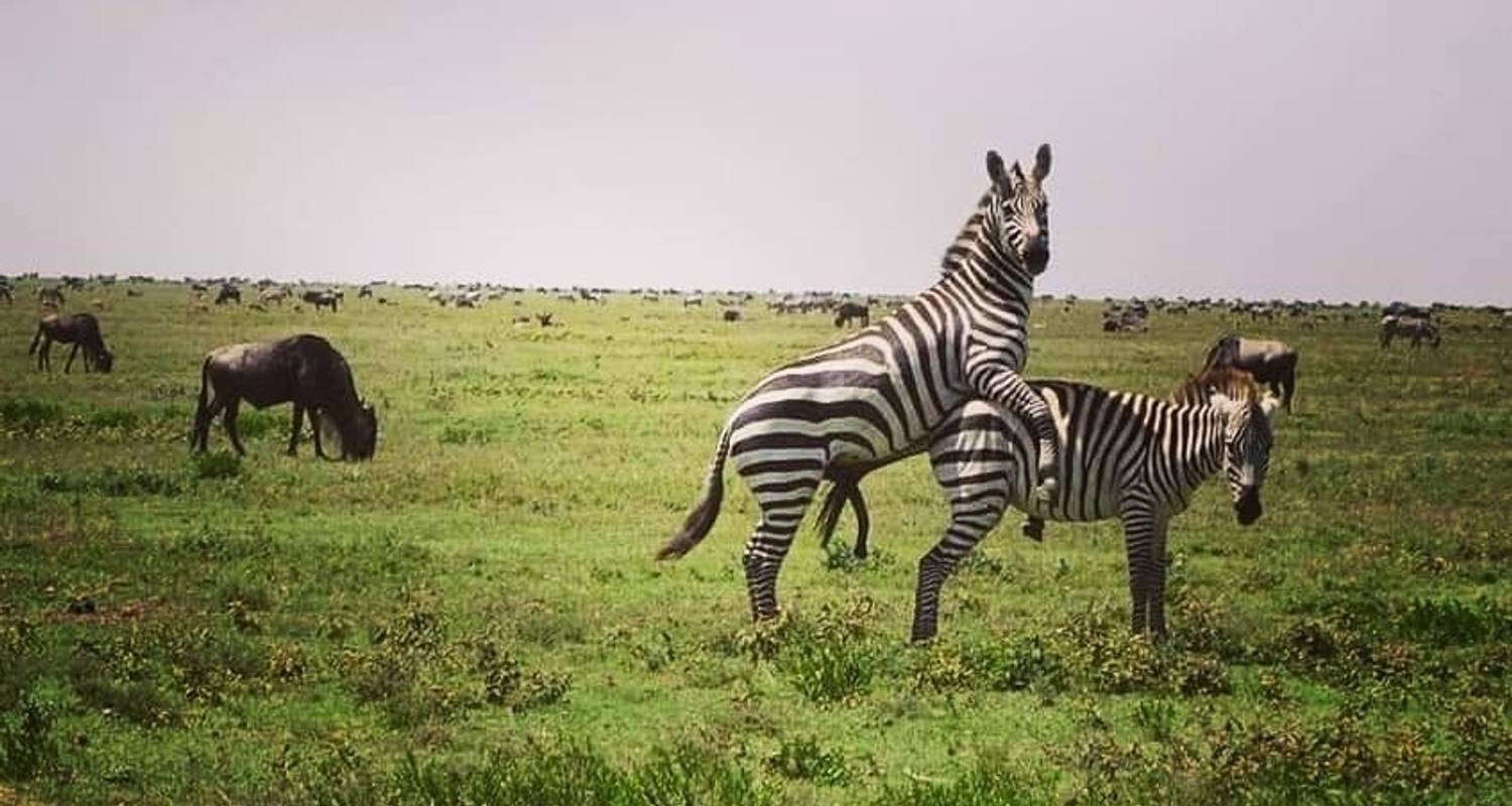 Circuito de un día al Ngorongoro - Safari Soles tours