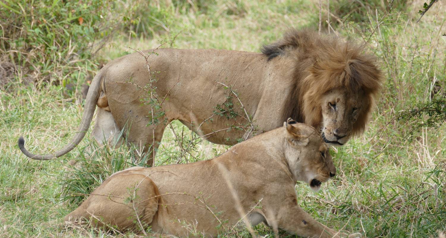 Honeymoon Safari Tours & Trips in Northern Circuit Tanzania