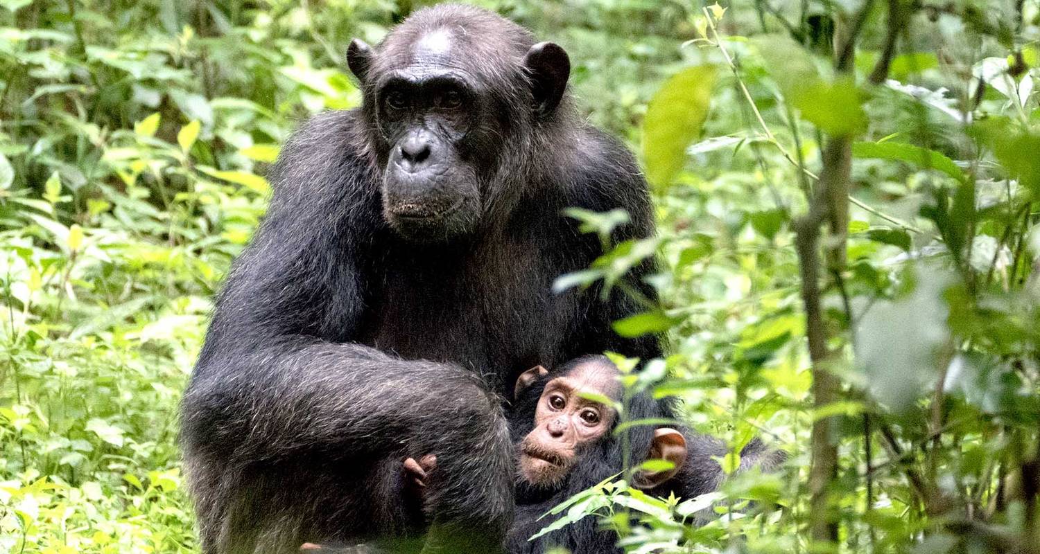 12-Day Affordable Safari-Gorilla and Primate Track Uganda - Ovacado Adventures