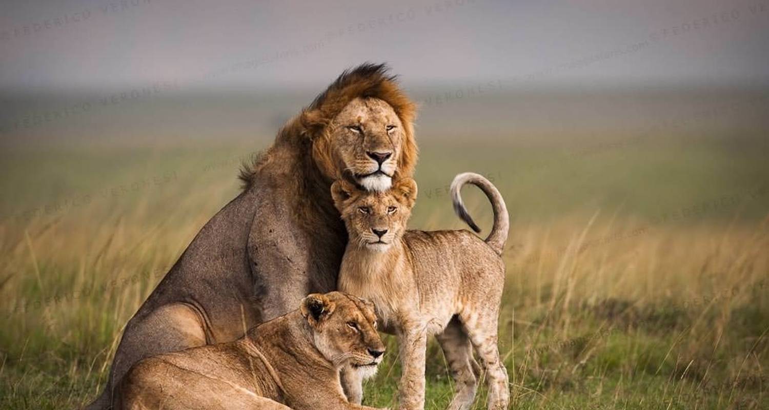 Masai Mara Tours & Trips