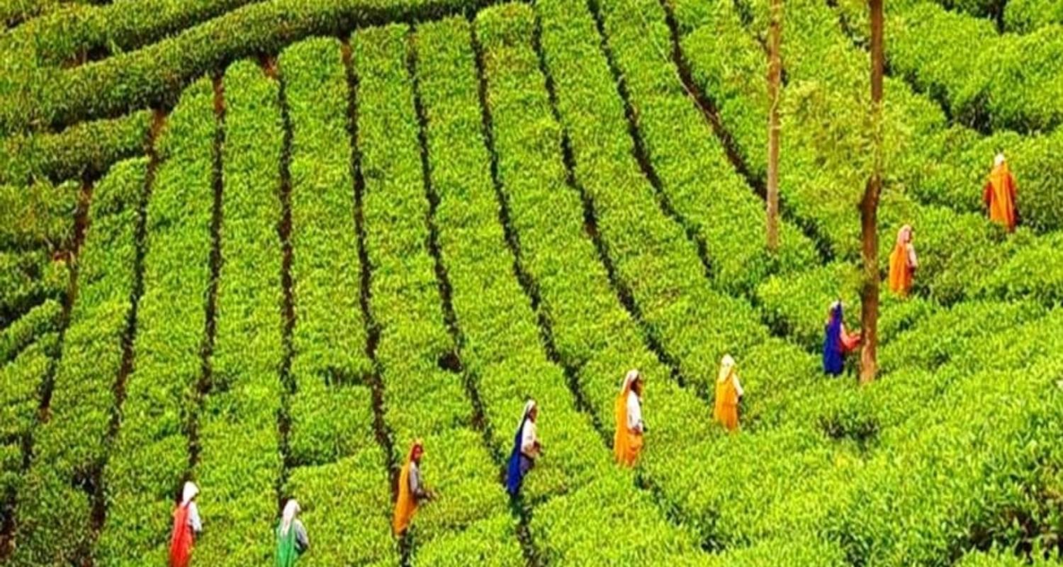 Kerala the Beauty of India - Taj Holidays