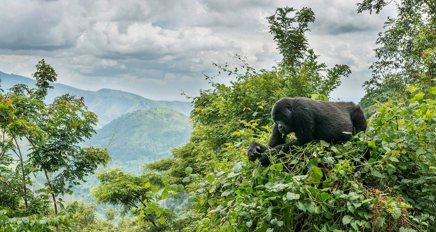4 Days Uganda Gorilla Express Tour - Pinnacle Africa