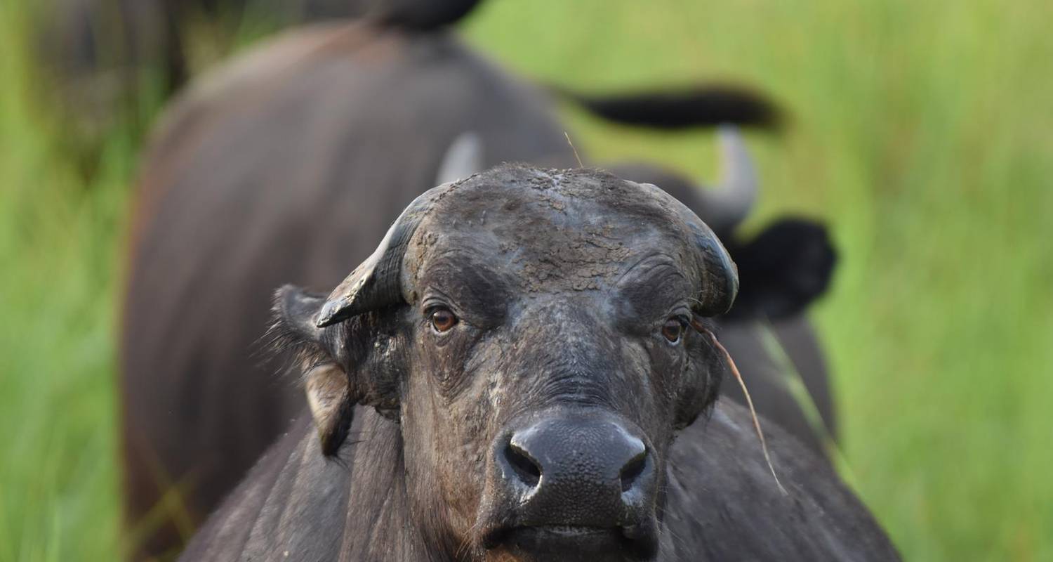 Descubrir las tierras salvajes de Uganda - Oikos Safaris