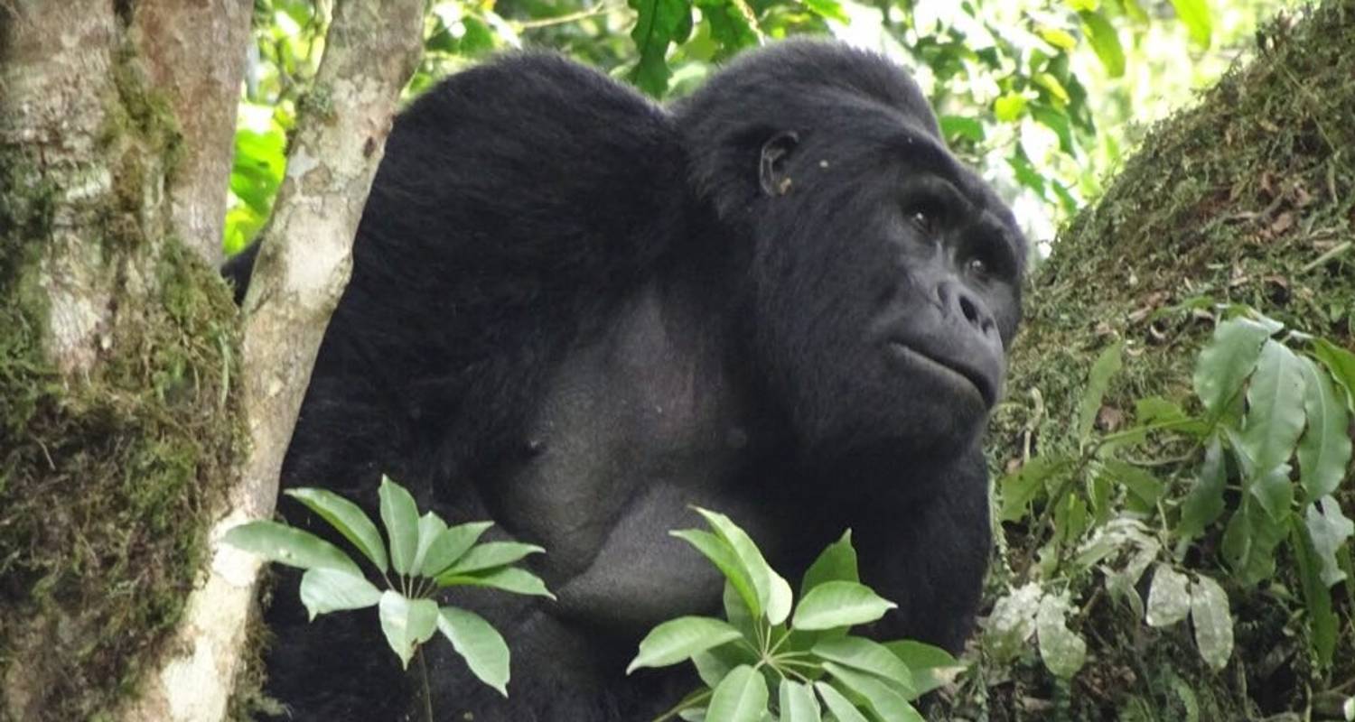 3 Day Uganda Gorilla Trekking Tour to Bwindi - Paradise Adventure Vacations