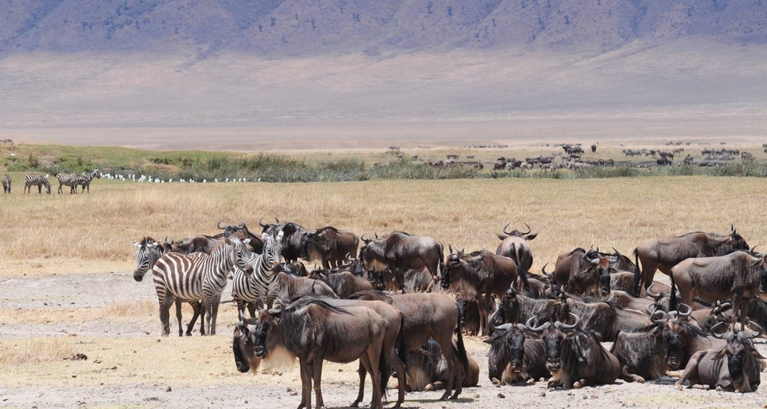 Masai Mara & Serengeti Safari - 8 Tage - Holiday Destination Safaris