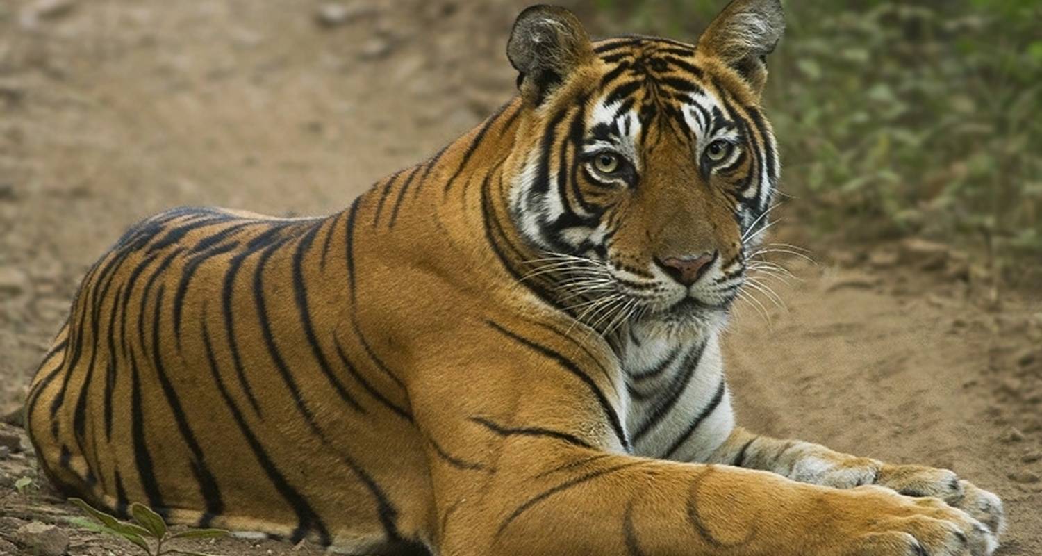 Golden Triangle And Safari In Ranthambore Tiger Reserve - Agora Voyages OPC Pvt Ltd