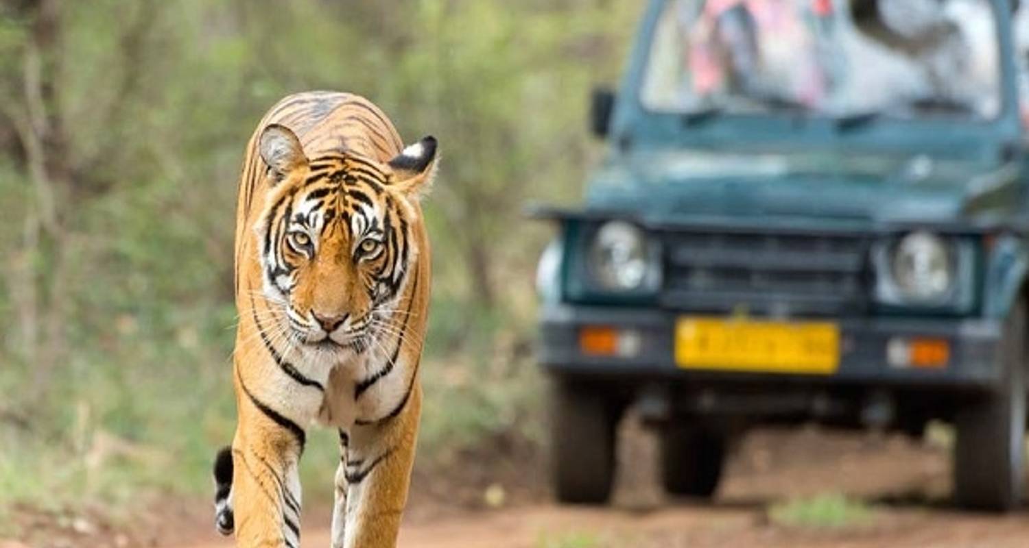 Golden Triangle Tour with a Ranthambore Wildlife Safari From Delhi - Memorable India Journeys