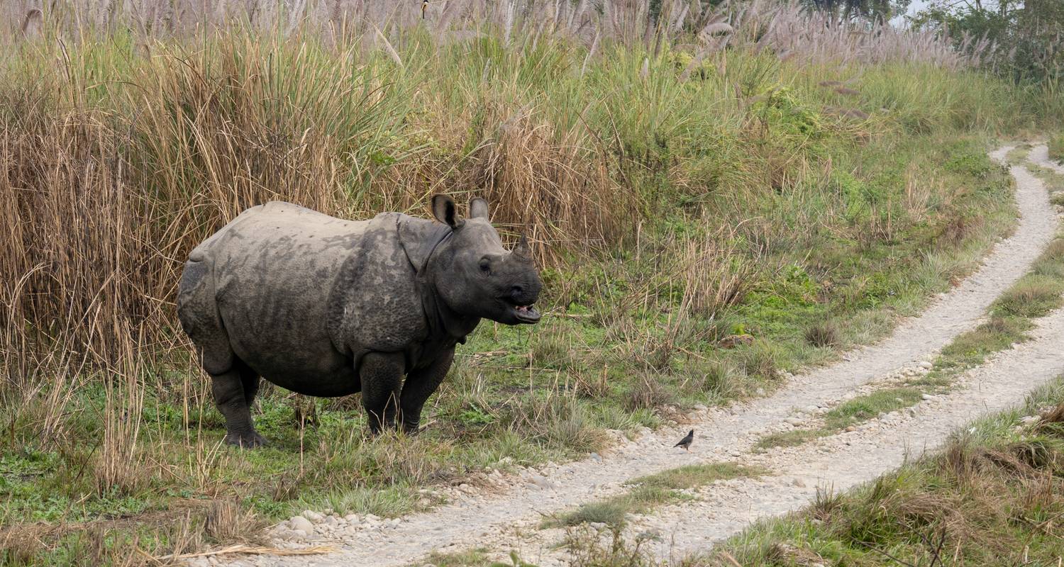 Safari in het Chitwan National Park - Prime Himalayas Pvt Ltd