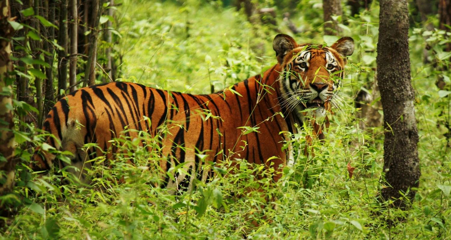 Chitwan Jungle Safari 2 Night 3 Days - Peregrine Treks and Expedition Pvt Ltd