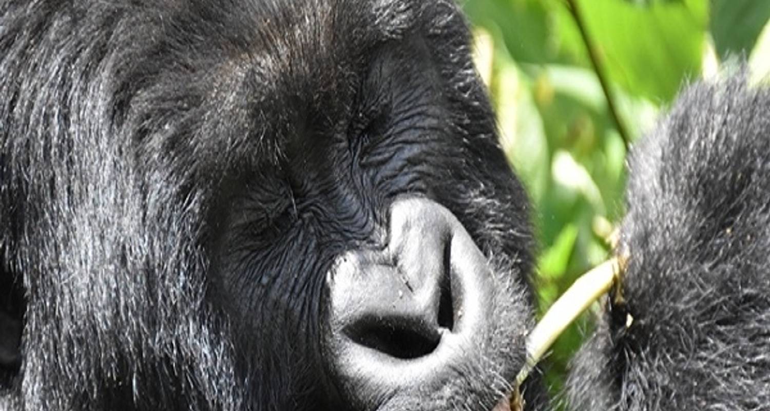 Gorilla and Chimpanzee Experience - Range Land Safaris Uganda